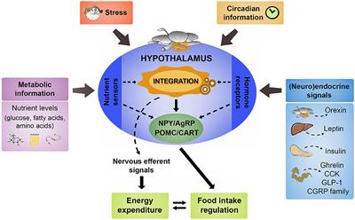 Hypothalamic Integration of Metabolic, Endocrine, and Circadian Signals in Fish: Involvement in the Control of Food Intake